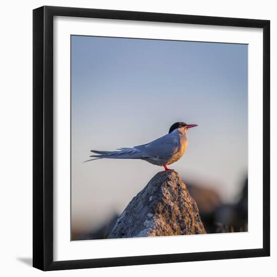 Arctic Terns (Sterna Paradisaea), Flatey Island, Breidafjordur, Iceland-null-Framed Photographic Print