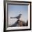 Arctic Terns (Sterna Paradisaea), Flatey Island, Breidafjordur, Iceland-null-Framed Photographic Print