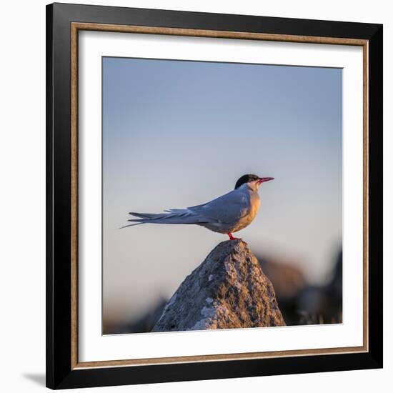 Arctic Terns (Sterna Paradisaea), Flatey Island, Breidafjordur, Iceland-null-Framed Photographic Print