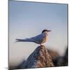 Arctic Terns (Sterna Paradisaea), Flatey Island, Breidafjordur, Iceland-null-Mounted Photographic Print