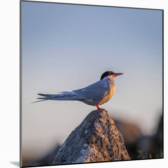 Arctic Terns (Sterna Paradisaea), Flatey Island, Breidafjordur, Iceland-null-Mounted Photographic Print