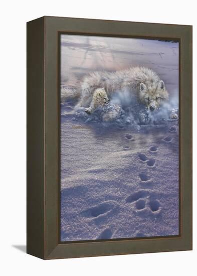 Arctic Tracks-Gordon Semmens-Framed Premier Image Canvas