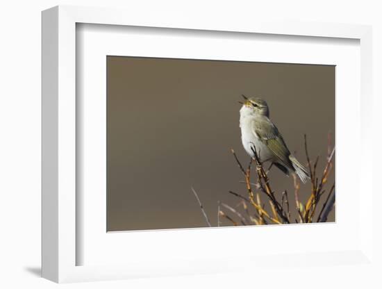 Arctic Warbler Singing-Ken Archer-Framed Photographic Print