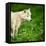 Arctic Wolf (Canis Lupus Arctos) Aka Polar Wolf Or White Wolf-l i g h t p o e t-Framed Premier Image Canvas