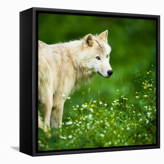 Arctic Wolf (Canis Lupus Arctos) Aka Polar Wolf Or White Wolf-l i g h t p o e t-Framed Premier Image Canvas