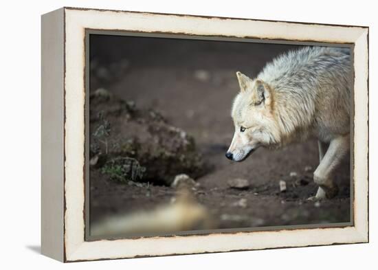 Arctic Wolf (Canis Lupus Arctos) Aka Polar Wolf or White Wolf-l i g h t p o e t-Framed Premier Image Canvas