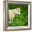 Arctic Wolf (Canis Lupus Arctos) Aka Polar Wolf Or White Wolf-l i g h t p o e t-Framed Photographic Print