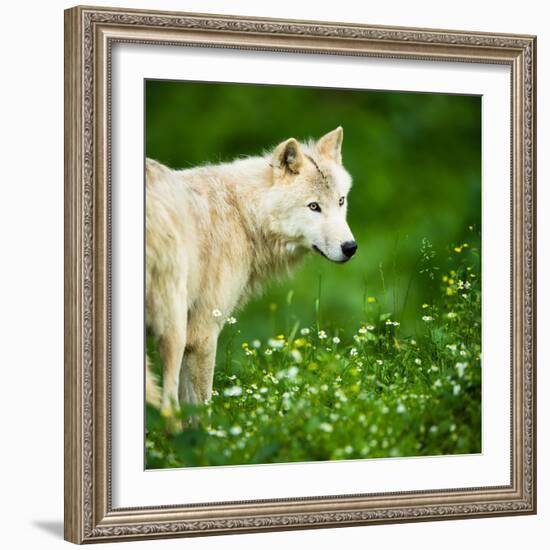 Arctic Wolf (Canis Lupus Arctos) Aka Polar Wolf Or White Wolf-l i g h t p o e t-Framed Photographic Print