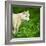 Arctic Wolf (Canis Lupus Arctos) Aka Polar Wolf Or White Wolf-l i g h t p o e t-Framed Photographic Print