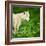 Arctic Wolf (Canis Lupus Arctos) Aka Polar Wolf Or White Wolf-l i g h t p o e t-Framed Photographic Print