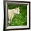 Arctic Wolf (Canis Lupus Arctos) Aka Polar Wolf Or White Wolf-l i g h t p o e t-Framed Photographic Print