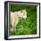 Arctic Wolf (Canis Lupus Arctos) Aka Polar Wolf Or White Wolf-l i g h t p o e t-Framed Photographic Print