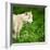 Arctic Wolf (Canis Lupus Arctos) Aka Polar Wolf Or White Wolf-l i g h t p o e t-Framed Photographic Print