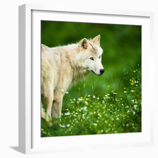 Arctic Wolf (Canis Lupus Arctos) Aka Polar Wolf Or White Wolf-l i g h t p o e t-Framed Photographic Print