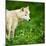 Arctic Wolf (Canis Lupus Arctos) Aka Polar Wolf Or White Wolf-l i g h t p o e t-Mounted Photographic Print