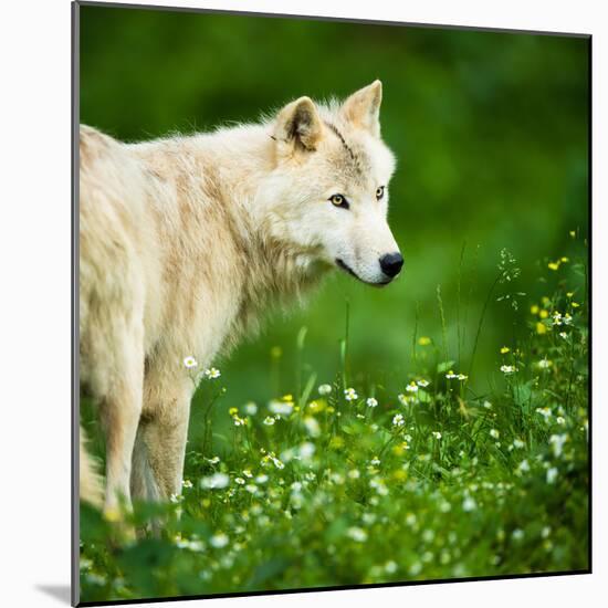 Arctic Wolf (Canis Lupus Arctos) Aka Polar Wolf Or White Wolf-l i g h t p o e t-Mounted Photographic Print