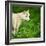 Arctic Wolf (Canis Lupus Arctos) Aka Polar Wolf Or White Wolf-l i g h t p o e t-Framed Photographic Print