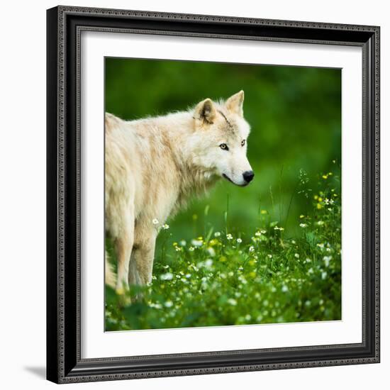 Arctic Wolf (Canis Lupus Arctos) Aka Polar Wolf Or White Wolf-l i g h t p o e t-Framed Photographic Print