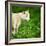 Arctic Wolf (Canis Lupus Arctos) Aka Polar Wolf Or White Wolf-l i g h t p o e t-Framed Photographic Print