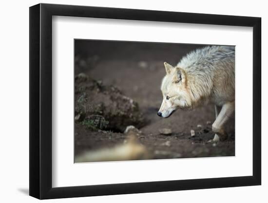 Arctic Wolf (Canis Lupus Arctos) Aka Polar Wolf or White Wolf-l i g h t p o e t-Framed Photographic Print