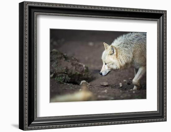 Arctic Wolf (Canis Lupus Arctos) Aka Polar Wolf or White Wolf-l i g h t p o e t-Framed Photographic Print