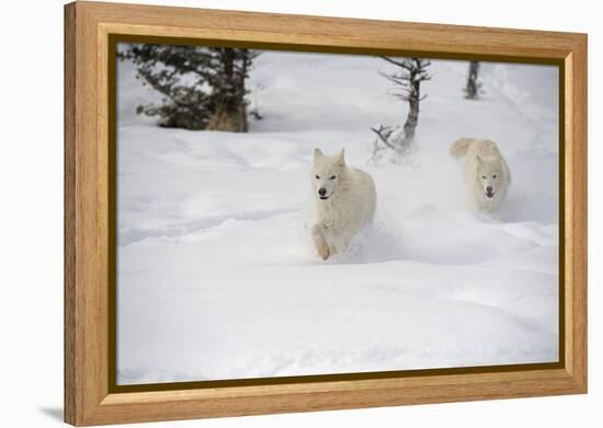 Arctic Wolf (Canis Lupus Arctos), Montana, United States of America, North America-Janette Hil-Framed Premier Image Canvas