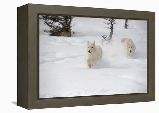 Arctic Wolf (Canis Lupus Arctos), Montana, United States of America, North America-Janette Hil-Framed Premier Image Canvas