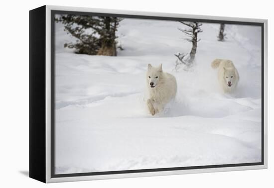 Arctic Wolf (Canis Lupus Arctos), Montana, United States of America, North America-Janette Hil-Framed Premier Image Canvas