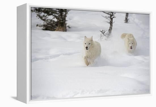 Arctic Wolf (Canis Lupus Arctos), Montana, United States of America, North America-Janette Hil-Framed Premier Image Canvas