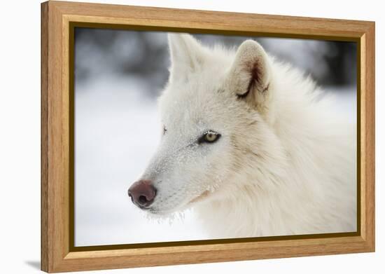 Arctic Wolf (Canis Lupus Arctos), Montana, United States of America, North America-Janette Hil-Framed Premier Image Canvas