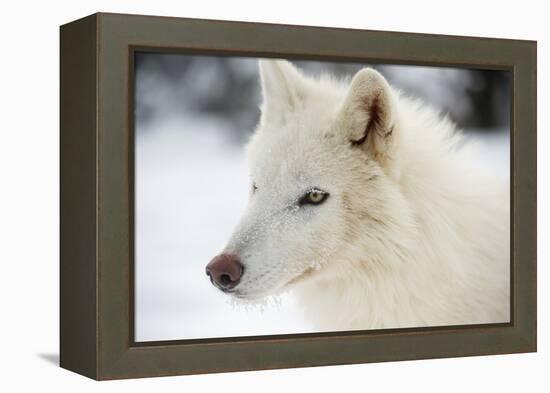 Arctic Wolf (Canis Lupus Arctos), Montana, United States of America, North America-Janette Hil-Framed Premier Image Canvas