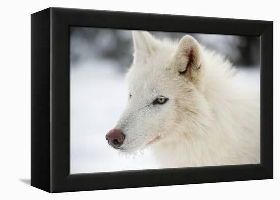 Arctic Wolf (Canis Lupus Arctos), Montana, United States of America, North America-Janette Hil-Framed Premier Image Canvas