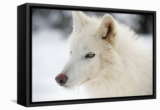 Arctic Wolf (Canis Lupus Arctos), Montana, United States of America, North America-Janette Hil-Framed Premier Image Canvas