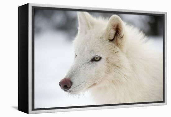 Arctic Wolf (Canis Lupus Arctos), Montana, United States of America, North America-Janette Hil-Framed Premier Image Canvas