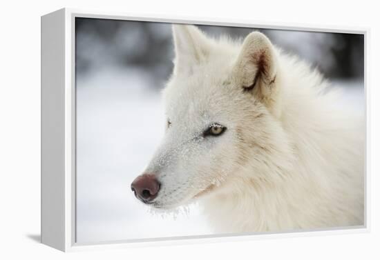 Arctic Wolf (Canis Lupus Arctos), Montana, United States of America, North America-Janette Hil-Framed Premier Image Canvas