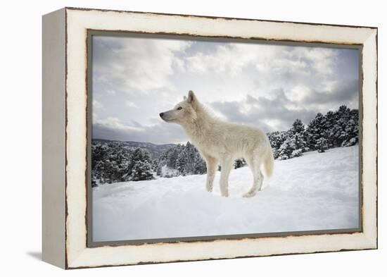 Arctic Wolf (Canis Lupus Arctos), Montana, United States of America, North America-Janette Hil-Framed Premier Image Canvas