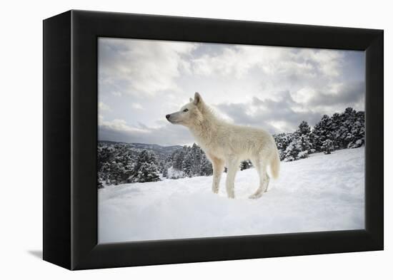 Arctic Wolf (Canis Lupus Arctos), Montana, United States of America, North America-Janette Hil-Framed Premier Image Canvas