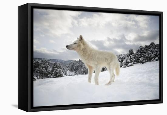 Arctic Wolf (Canis Lupus Arctos), Montana, United States of America, North America-Janette Hil-Framed Premier Image Canvas