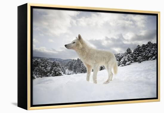 Arctic Wolf (Canis Lupus Arctos), Montana, United States of America, North America-Janette Hil-Framed Premier Image Canvas