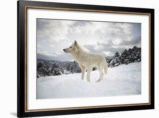 Arctic Wolf (Canis Lupus Arctos), Montana, United States of America, North America-Janette Hil-Framed Photographic Print