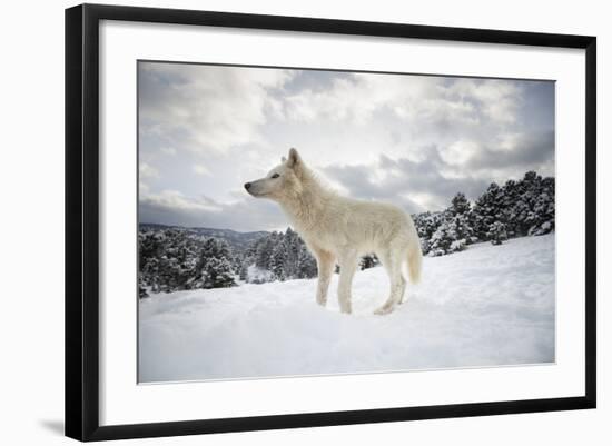 Arctic Wolf (Canis Lupus Arctos), Montana, United States of America, North America-Janette Hil-Framed Photographic Print