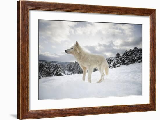 Arctic Wolf (Canis Lupus Arctos), Montana, United States of America, North America-Janette Hil-Framed Photographic Print