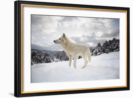 Arctic Wolf (Canis Lupus Arctos), Montana, United States of America, North America-Janette Hil-Framed Photographic Print