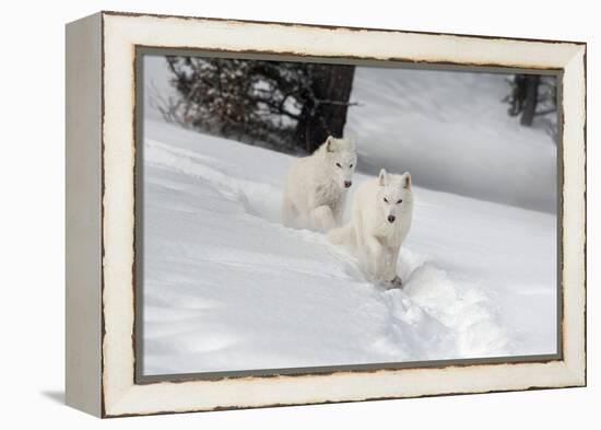 Arctic Wolf (Canis Lupus Arctos), Montana, United States of America, North America-Janette Hil-Framed Premier Image Canvas