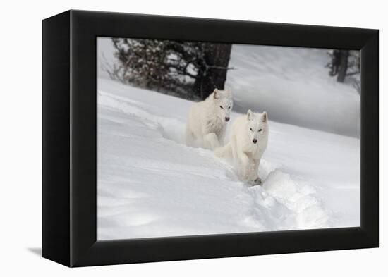 Arctic Wolf (Canis Lupus Arctos), Montana, United States of America, North America-Janette Hil-Framed Premier Image Canvas