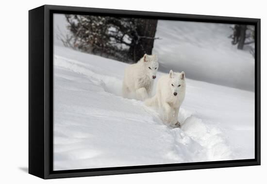 Arctic Wolf (Canis Lupus Arctos), Montana, United States of America, North America-Janette Hil-Framed Premier Image Canvas