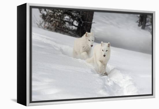 Arctic Wolf (Canis Lupus Arctos), Montana, United States of America, North America-Janette Hil-Framed Premier Image Canvas