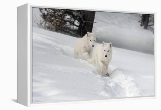 Arctic Wolf (Canis Lupus Arctos), Montana, United States of America, North America-Janette Hil-Framed Premier Image Canvas