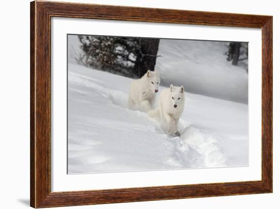 Arctic Wolf (Canis Lupus Arctos), Montana, United States of America, North America-Janette Hil-Framed Photographic Print