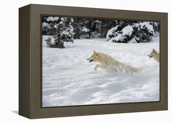 Arctic Wolf (Canis Lupus Arctos), Montana, United States of America, North America-Janette Hil-Framed Premier Image Canvas